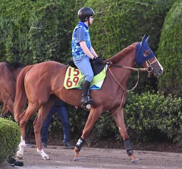 8月の札幌で新馬勝ちしたシルバーウィルはサフラン賞へ 7月福島で新馬勝ちのシルクドマルスも1週前追い