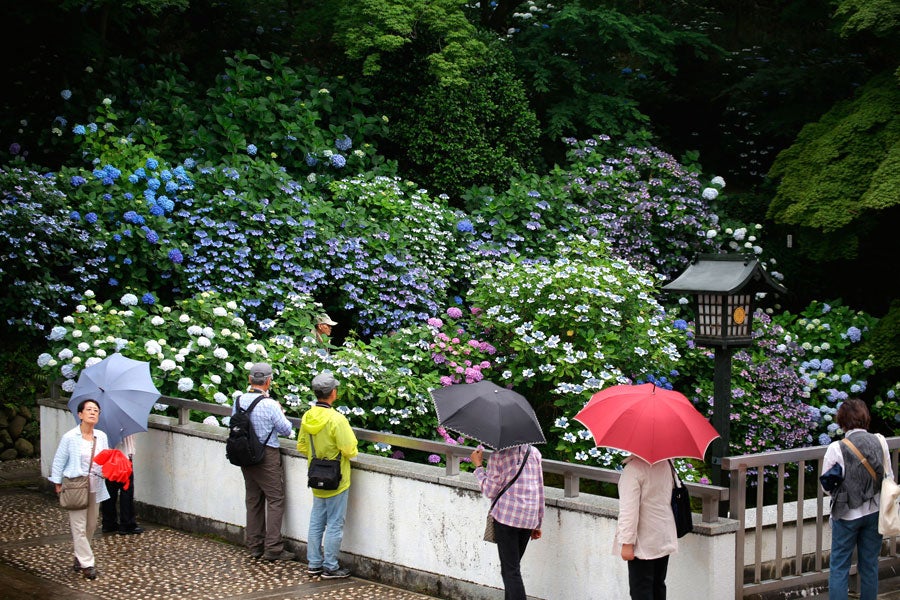 第35回高幡不動尊あじさいまつり