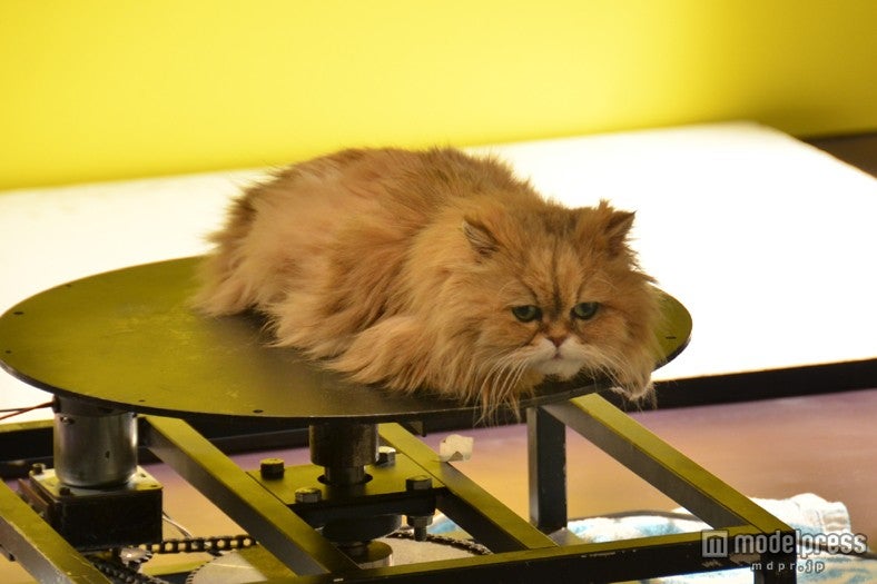 FAT CAT「Make Up」メイキングショット