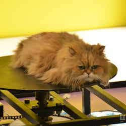 FAT CAT「Make Up」メイキングショット