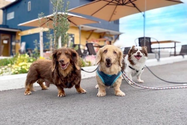 地元の人に愛され続けているラーメン店が「ラーメンも食べられるカフェ」にリニューアル！