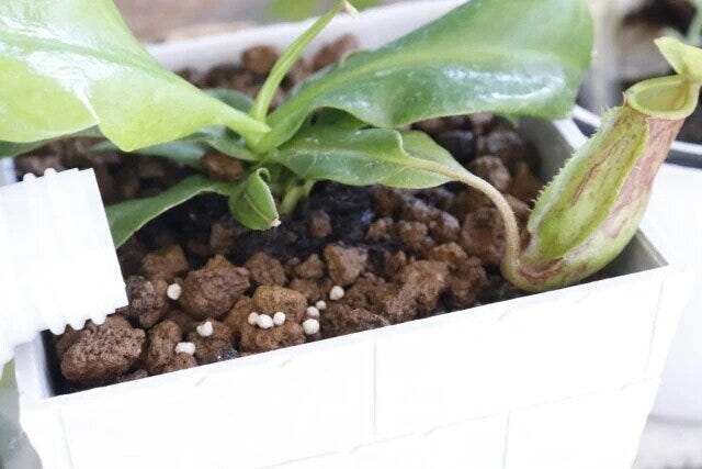 観葉植物・多肉植物用肥料FERTILIZERFORPLANT　使用例