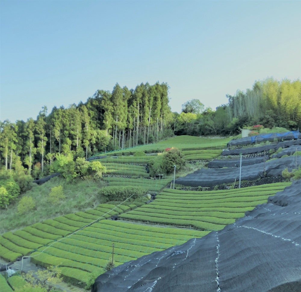 丸七製茶／画像提供：ゴンチャ ジャパン