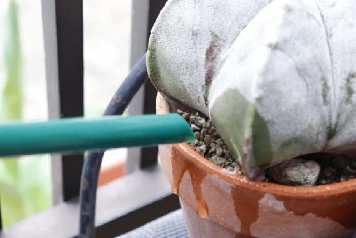 ダイソー ペットボトル用水差しキャップ 使用例 ダイソー ペットボトル用水差しキャップ 使用例