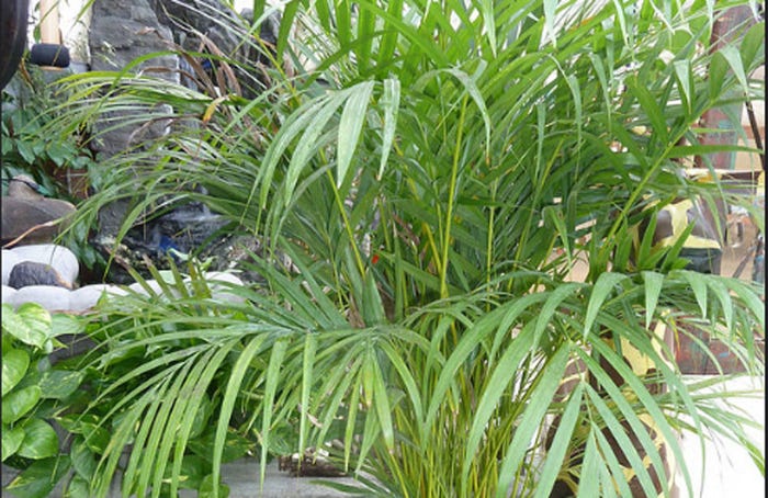 見た目が華やかなアレカヤシ/NC Cooperative Extension by Dypsis lutescens kmoore ccby20