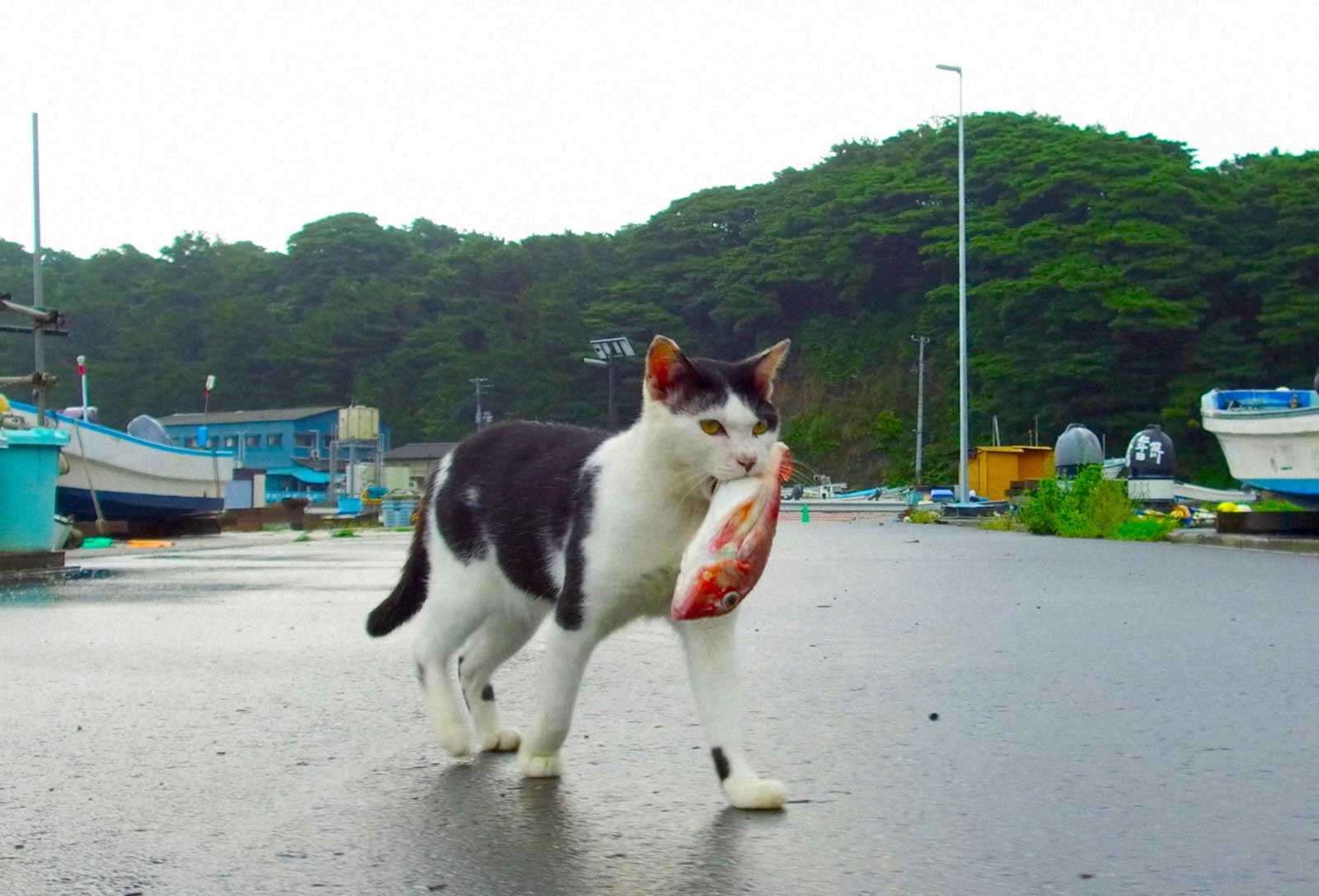 小関裕太 吉田鋼太郎 大西流星 愛犬 愛猫との日常を公開 もふもふモフモフ に出演 モデルプレス