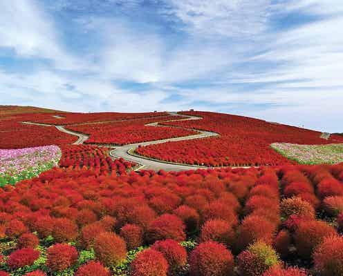 国営ひたち海浜公園で秋イベント、“赤の絶景”コキアや限定グルメを堪能