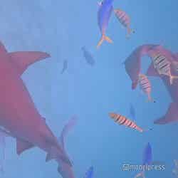 間近で見るサメに少しドキドキ(C)モデルプレス