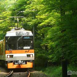 新緑の青もみじの中を走る叡山電車／画像提供：叡山電鉄