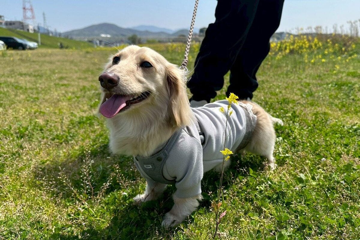 ダックスフンドのマロンくん