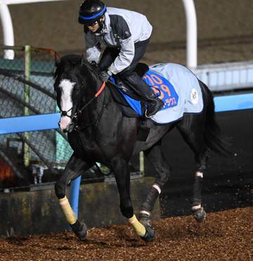【チャンピオンズM】シュトラウス しっかり反応して素軽い動き 武井師「気持ちが入っている状況でも我慢は利いていた」