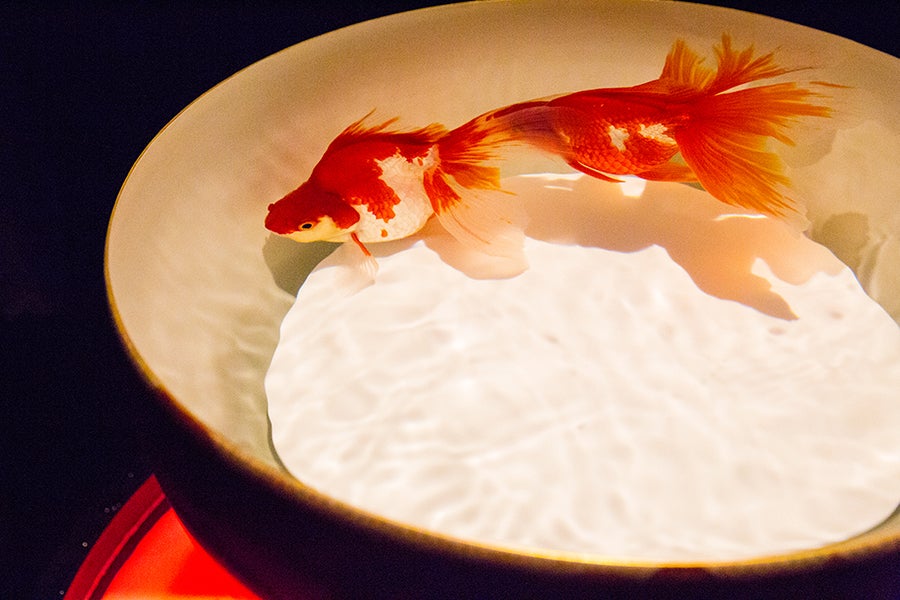 日本橋ナイトアクアリウム16