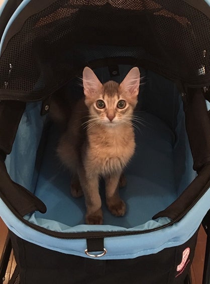 ジジ吉（画像提供：KADOKAWA）