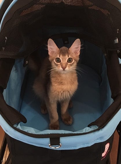 ジジ吉(画像提供:KADOKAWA)