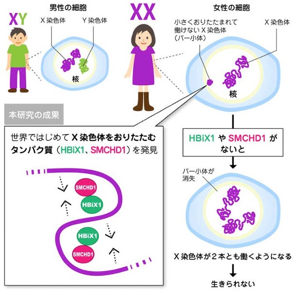 がんの病因究明につながる 女性特有の 働かないx染色体 とは モデルプレス