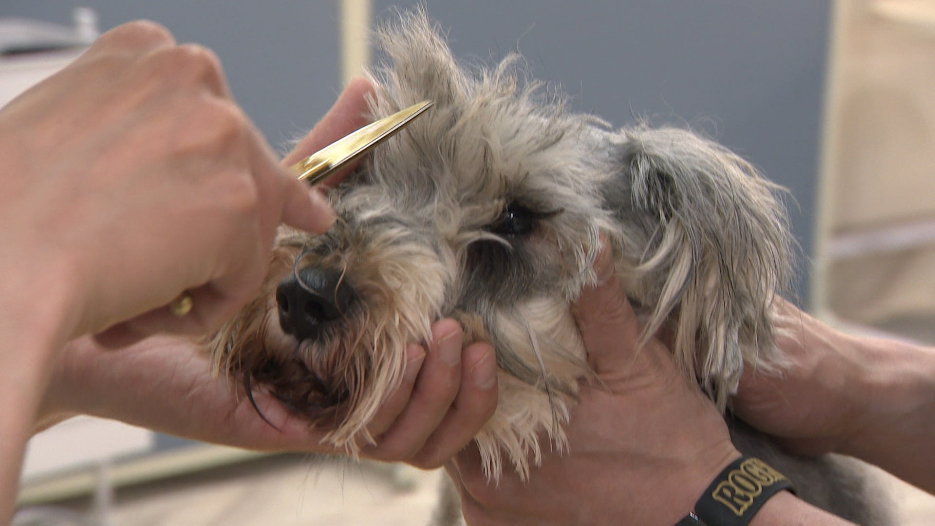 「嗚呼！！みんなの動物園」（C）日本テレビ