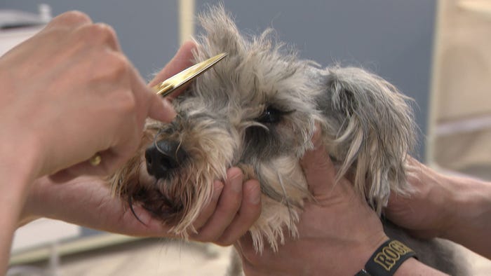 「嗚呼!!みんなの動物園」(C)日本テレビ