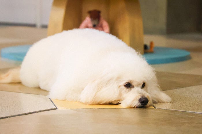 「初恋DOGs」第1話(C)TBS