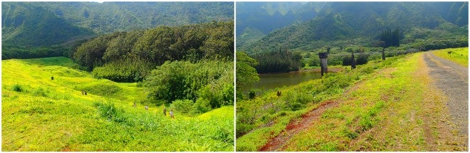 おすすめハイキング、ハワイの森・竹やぶの様子