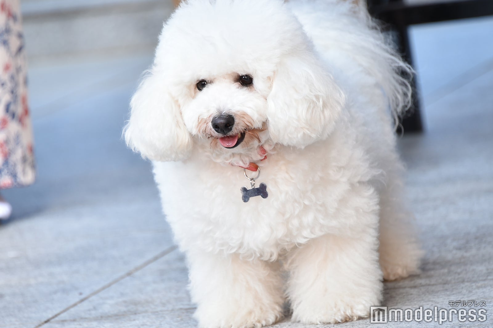 ダイキチ役のアトム （C）モデルプレス