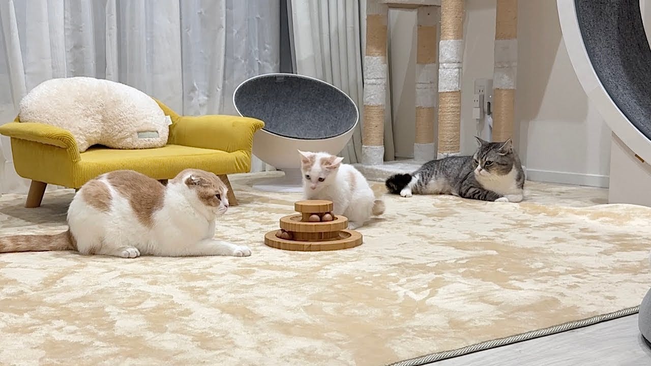分離不安症の子猫＆先輩猫でお留守番！面倒見のいいお兄ちゃんたちが素敵すぎる