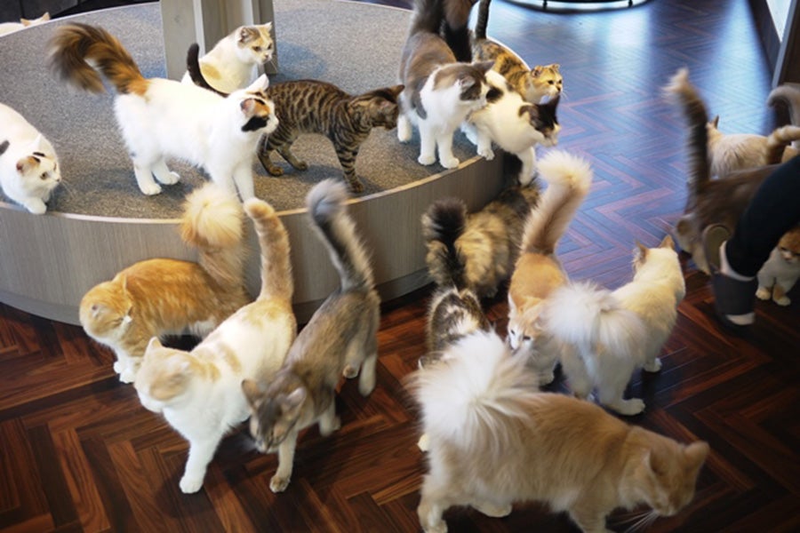 猫カフェMOcHA（モカ）