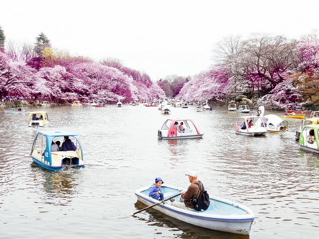 井の頭恩賜公園／Hanami at Inokashira Park 2013 by Dick Thomas Johnson