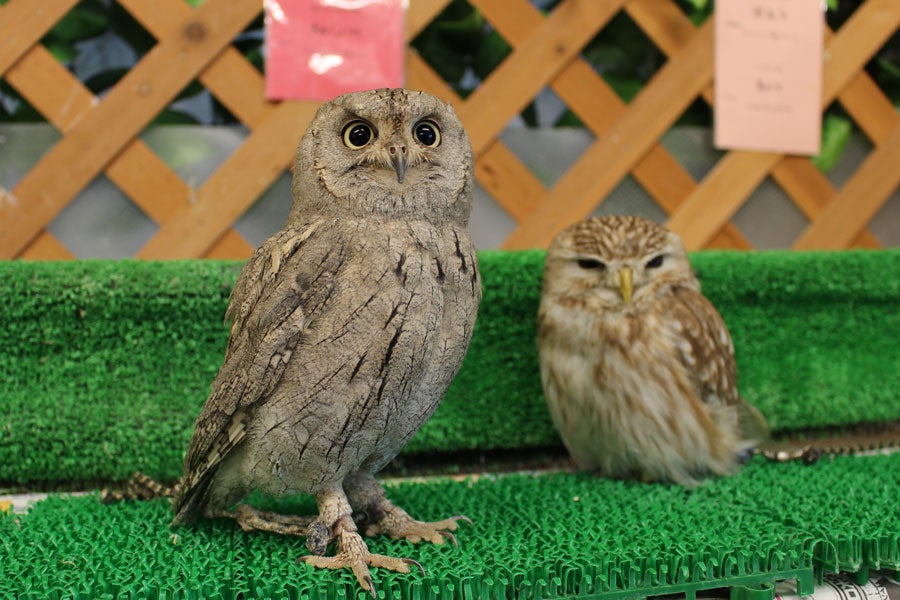 しあわせをよぶふくろうの城 原宿店