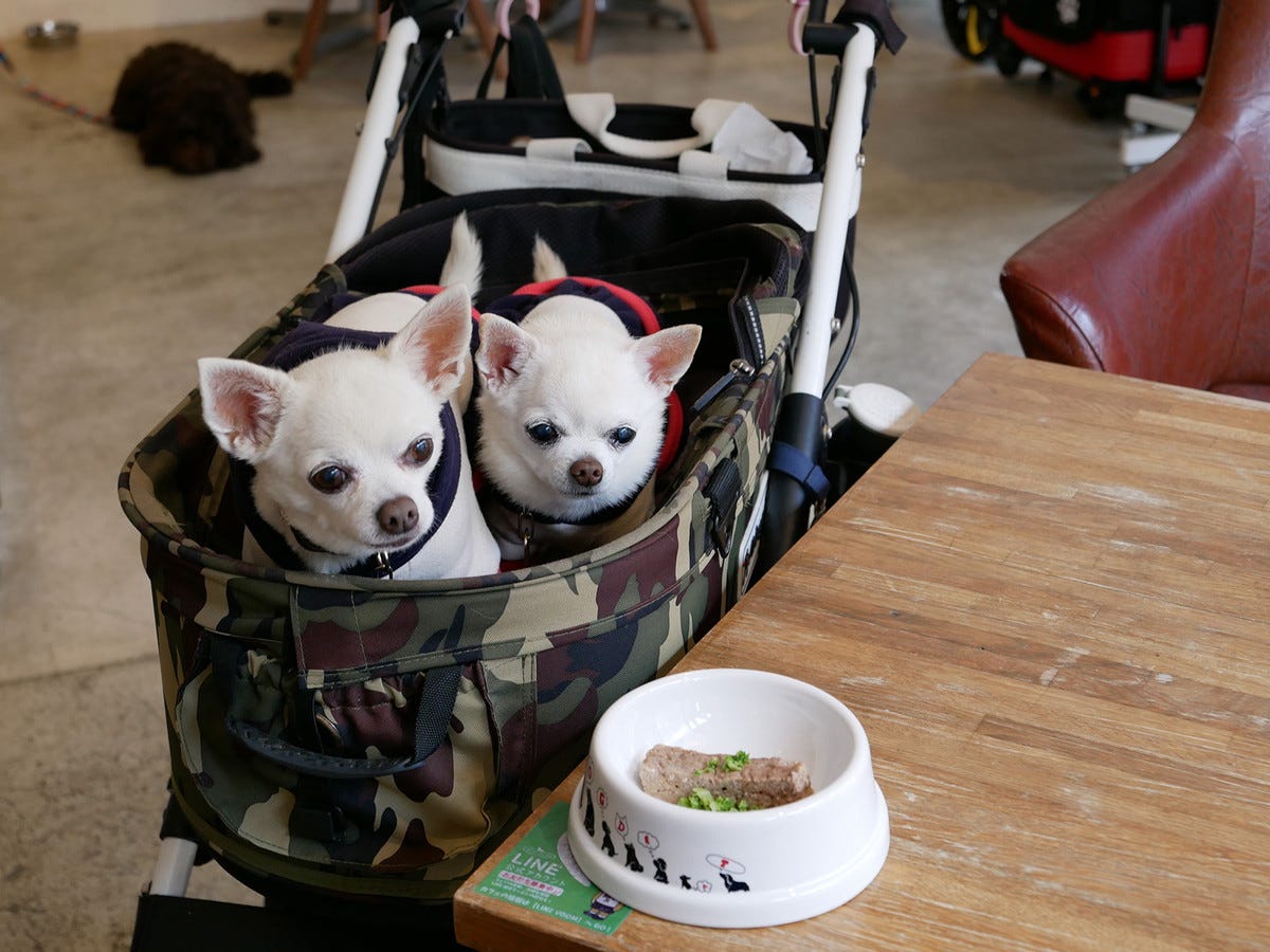 チワワのノエルちゃん、アヴリルちゃん