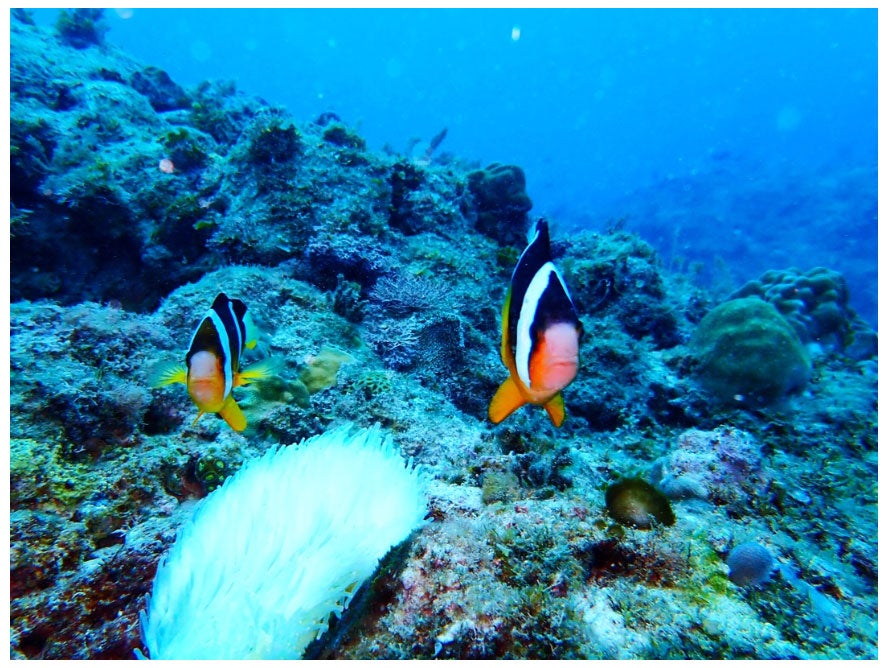 海の中の写真／平祐奈オフィシャルブログ（Ameba）より