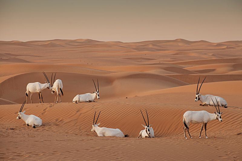砂漠に生息するオリックス／画像提供：ドバイ政府観光局