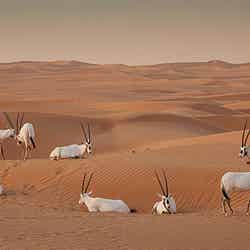 砂漠に生息するオリックス/画像提供:ドバイ政府観光局