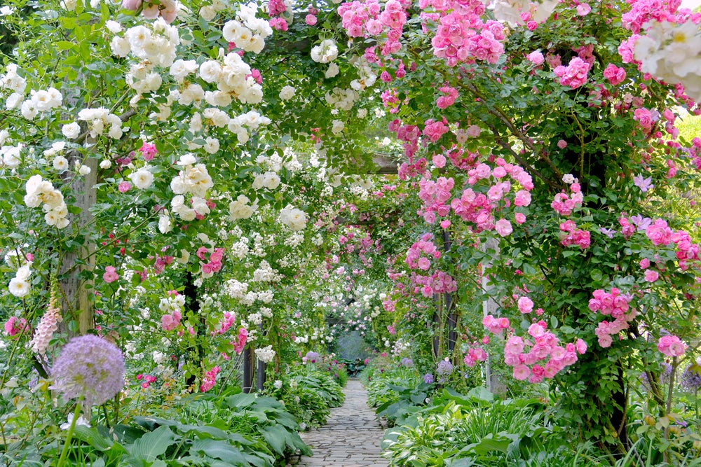 薔薇の最盛期／画像提供：株式会社ホテルニューアカオ