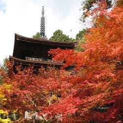 滋賀県で紅葉巡りを満喫！国宝や重要文化財が鮮やかに色づくおすすめスポット9選／画像提供：公益社団法人びわこビジターズビューロー