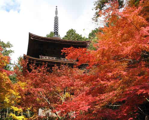 滋賀県で紅葉巡りを満喫!国宝や重要文化財が鮮やかに色づくおすすめスポット9選