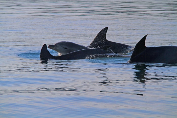 七尾湾で出会えるミナミバンドウイルカたち（提供画像）