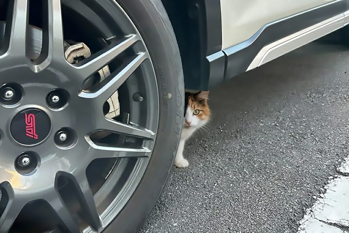 車の下に猫（車・猫バンバン）