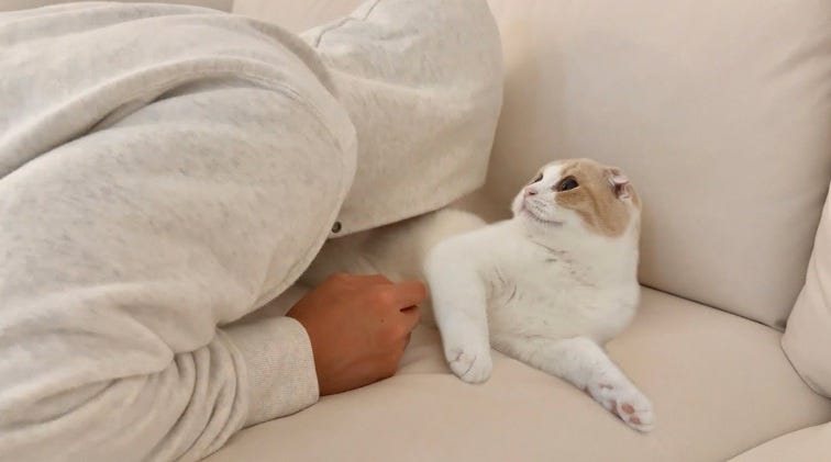 【猫好き必見】猫吸いされた猫の反応が可愛すぎる！