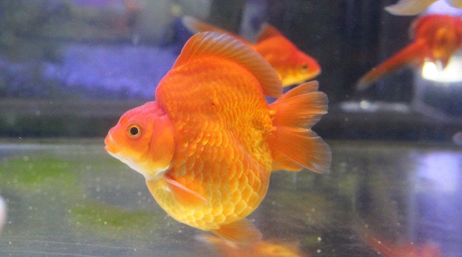 ネイキッドサクラ アクアリウム/画像提供:横浜八景島