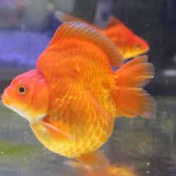 ネイキッドサクラ アクアリウム/画像提供:横浜八景島