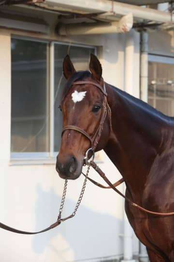 【有馬記念】タスティエーラ いざラストラン！ 堀師「前走と同じくらいで送り出せる」言葉通りに最後の勇姿を