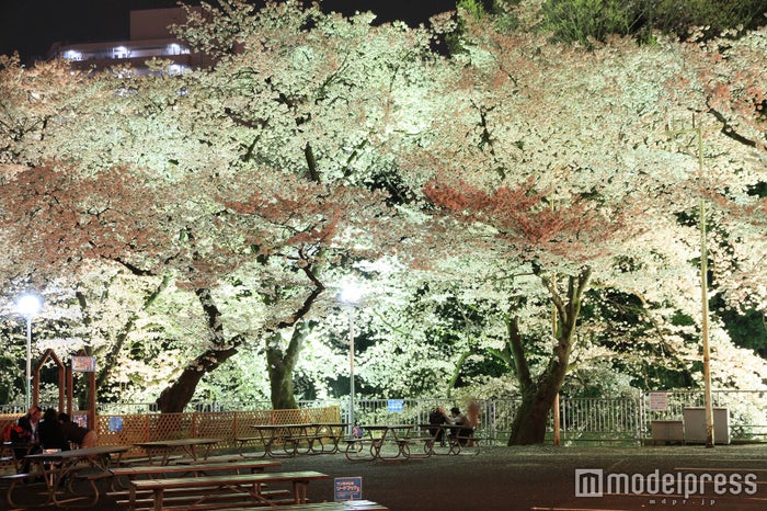 としまえん桜まつり 桜500本の下でお花見 イルミ鑑賞 夜桜デートもできる 女子旅プレス