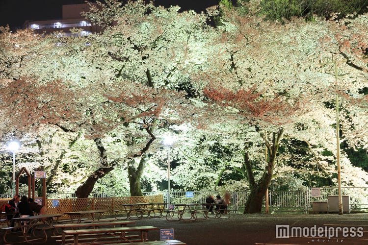画像9 10 としまえん桜まつり 桜500本の下でお花見 イルミ鑑賞 夜桜デートもできる モデルプレス