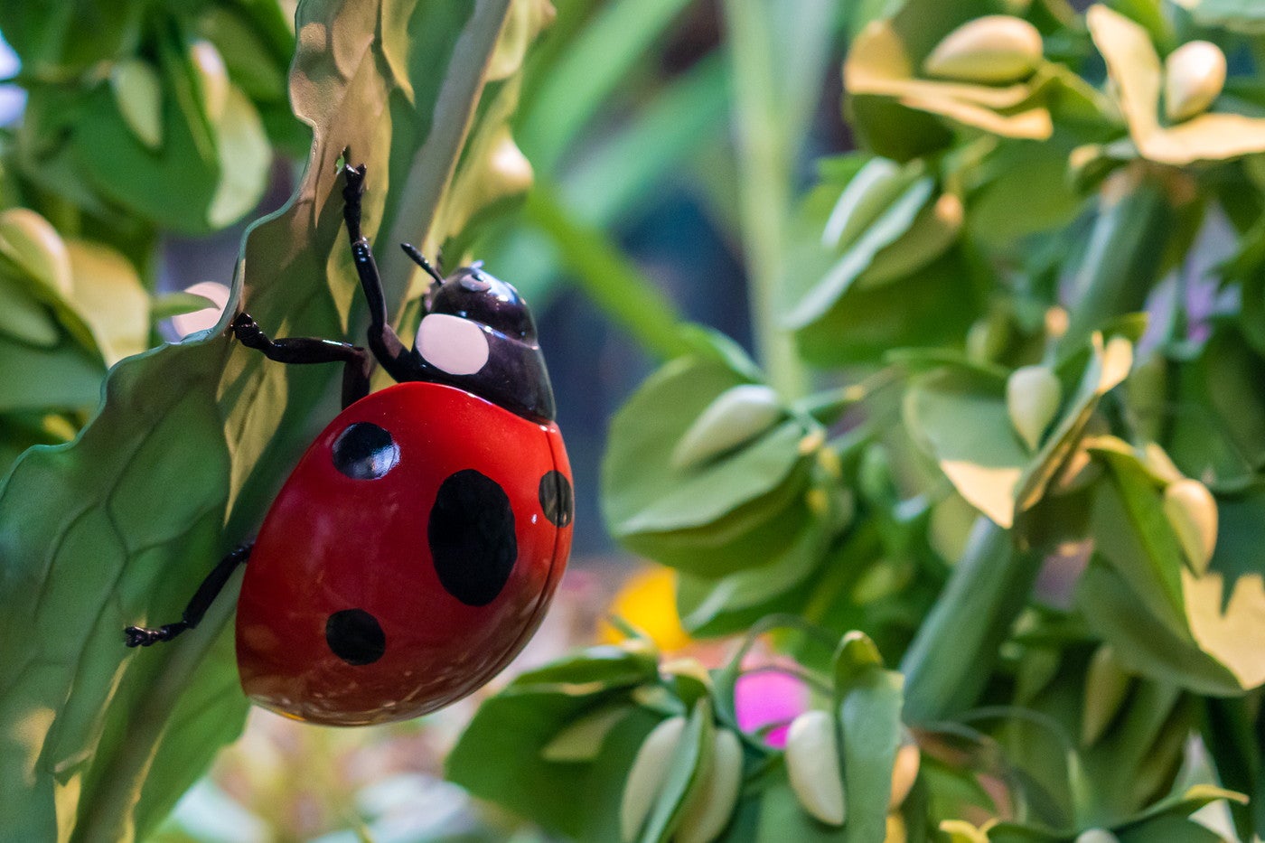 （C）Studio Ghibli