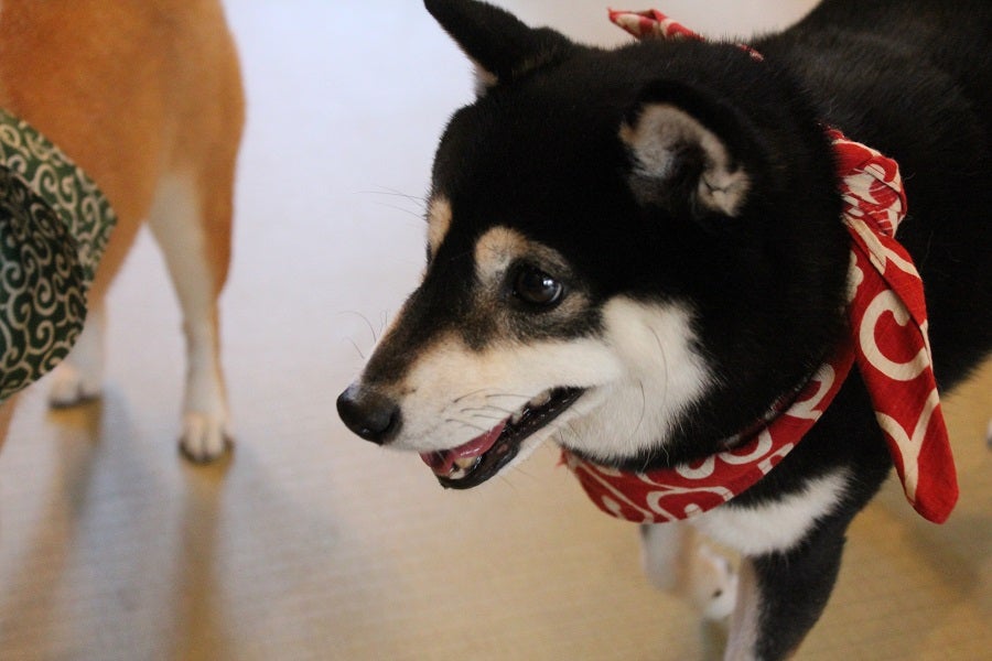 原宿乃豆柴カフェ豆柴