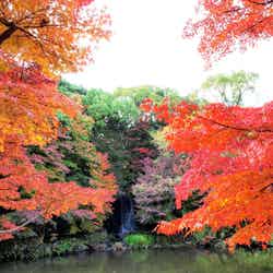 万博記念公園 紅葉まつり/提供画像