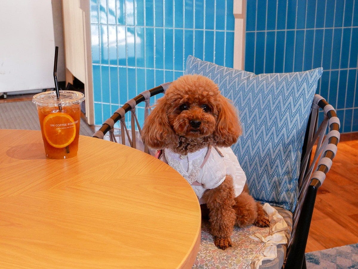 トイプードルのぽぽちゃん