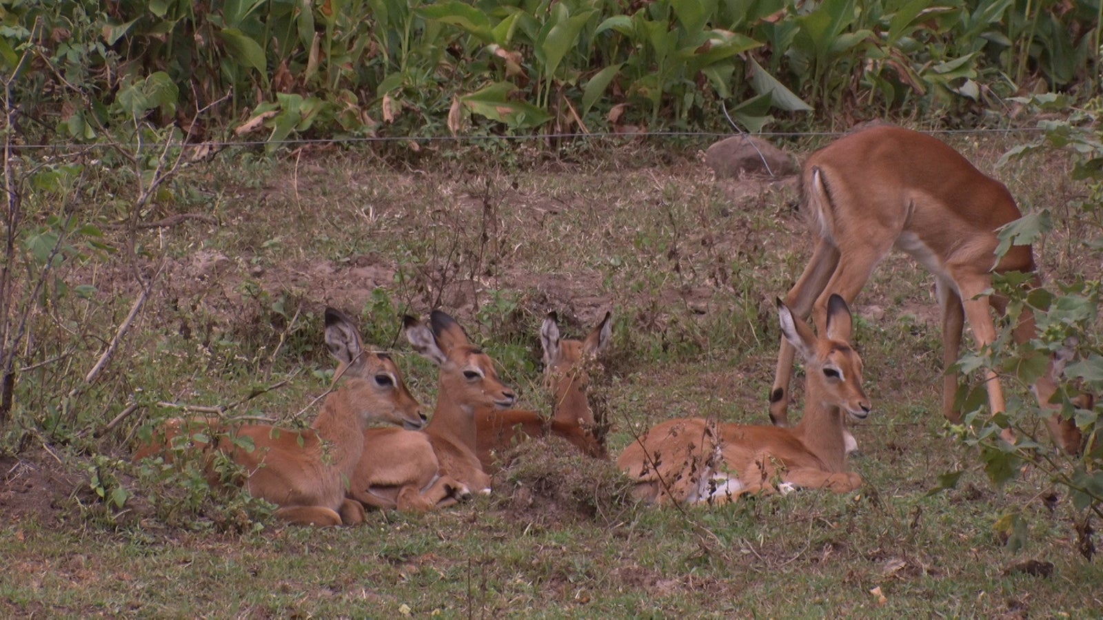 「あいのり：African Journey」第5話より（C）フジテレビ