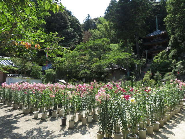 松尾寺