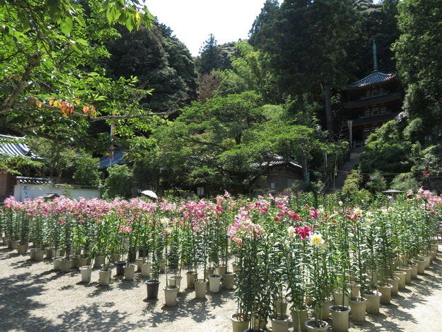 松尾寺